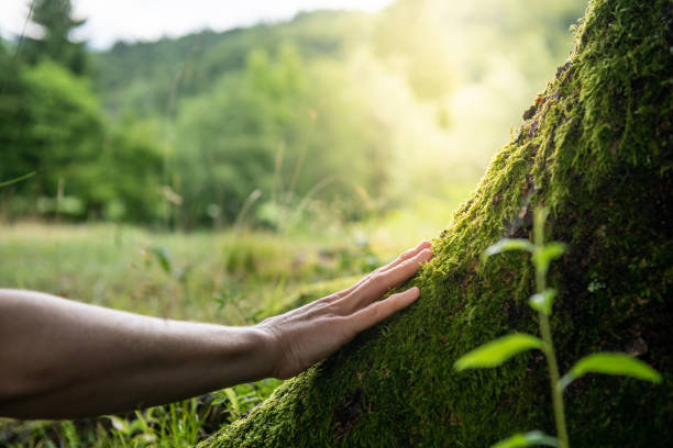 How Our Tree Care Process Works  in  Johnstown, PA